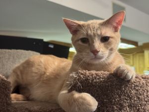 Dumbo, Adult Male Domestic Short Hair