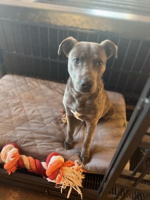 Elvis, Young Male American Bulldog