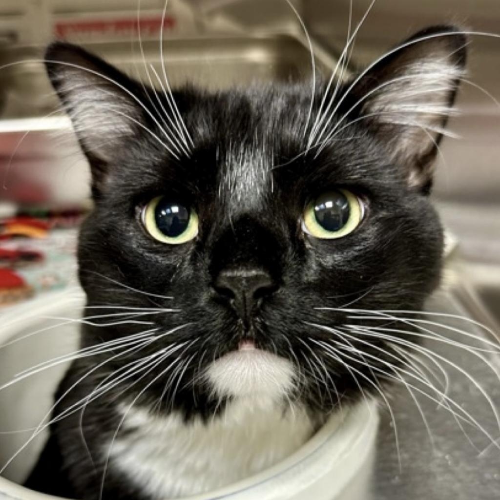 Roni, an adoptable Domestic Medium Hair in Granby, MO, 64844 | Photo Image 1