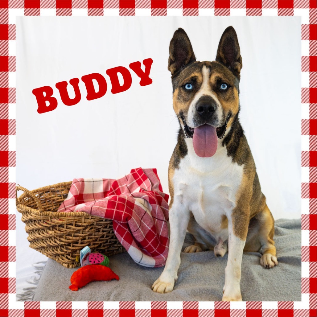 Buddy