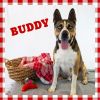 Buddy photo 1