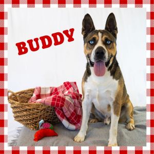 Buddy
