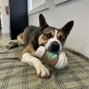 Buddy photo 3