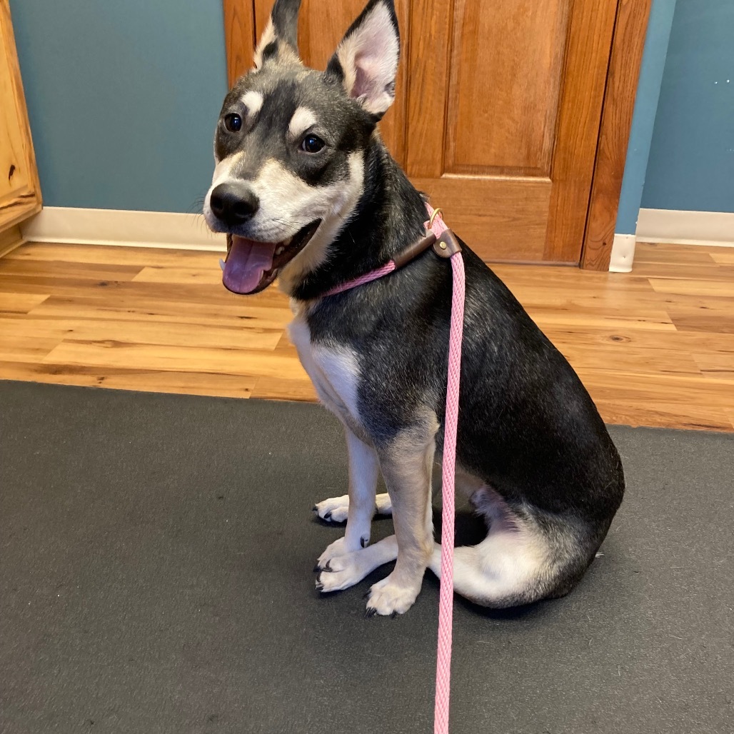 Scudders, an adoptable Husky in Grand Rapids, MN, 55744 | Photo Image 1