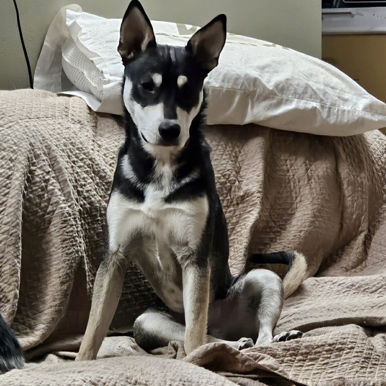 Scudders, an adoptable Husky in Grand Rapids, MN, 55744 | Photo Image 2