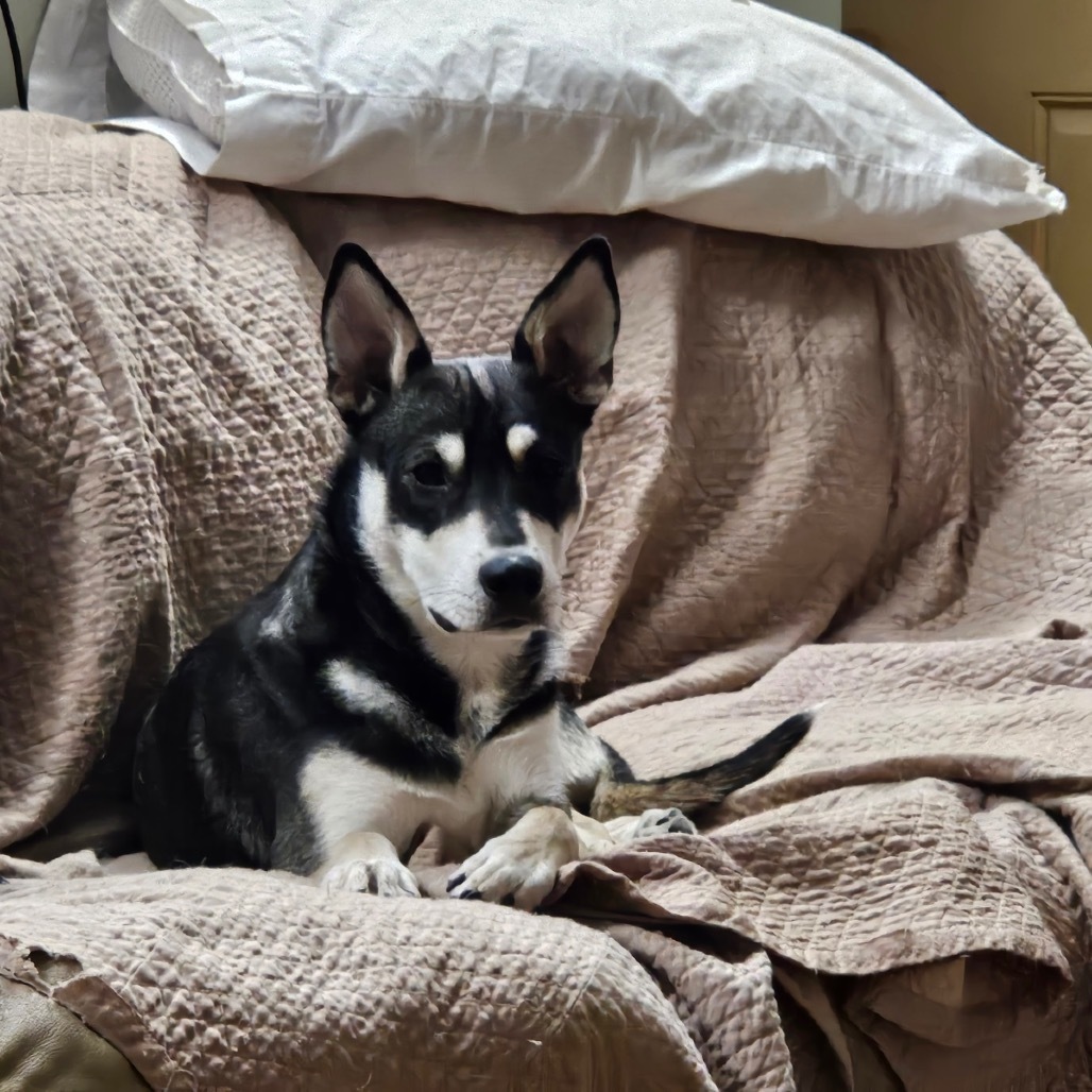 Scudders, an adoptable Husky in Grand Rapids, MN, 55744 | Photo Image 3