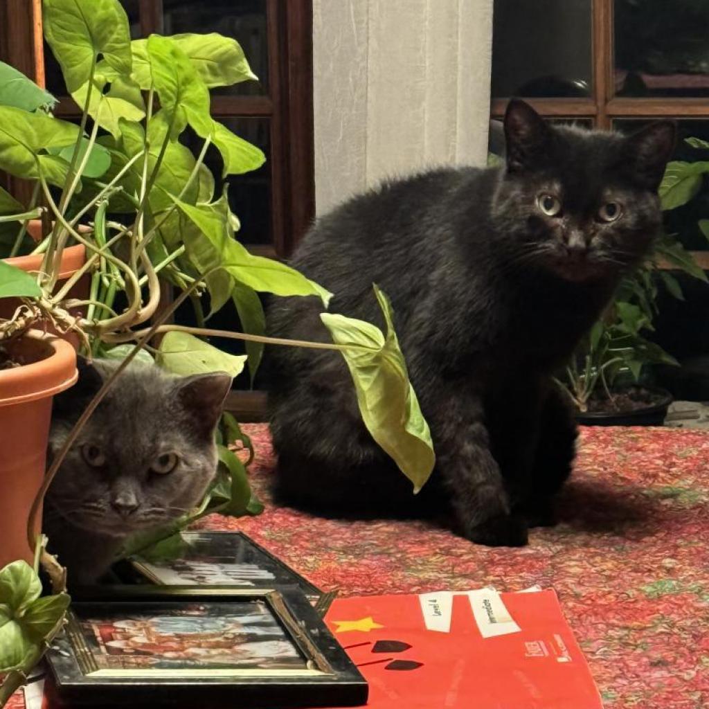Pam, an adoptable Domestic Short Hair in Wakefield, MA, 01880 | Photo Image 1