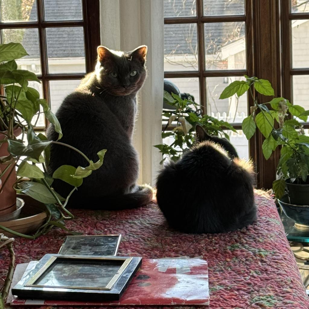 Pam, an adoptable Domestic Short Hair in Wakefield, MA, 01880 | Photo Image 2