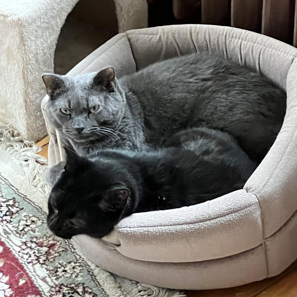 Pam, an adoptable Domestic Short Hair in Wakefield, MA, 01880 | Photo Image 3