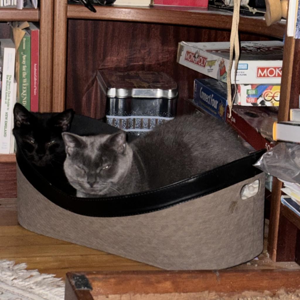 Pam, an adoptable Domestic Short Hair in Wakefield, MA, 01880 | Photo Image 4