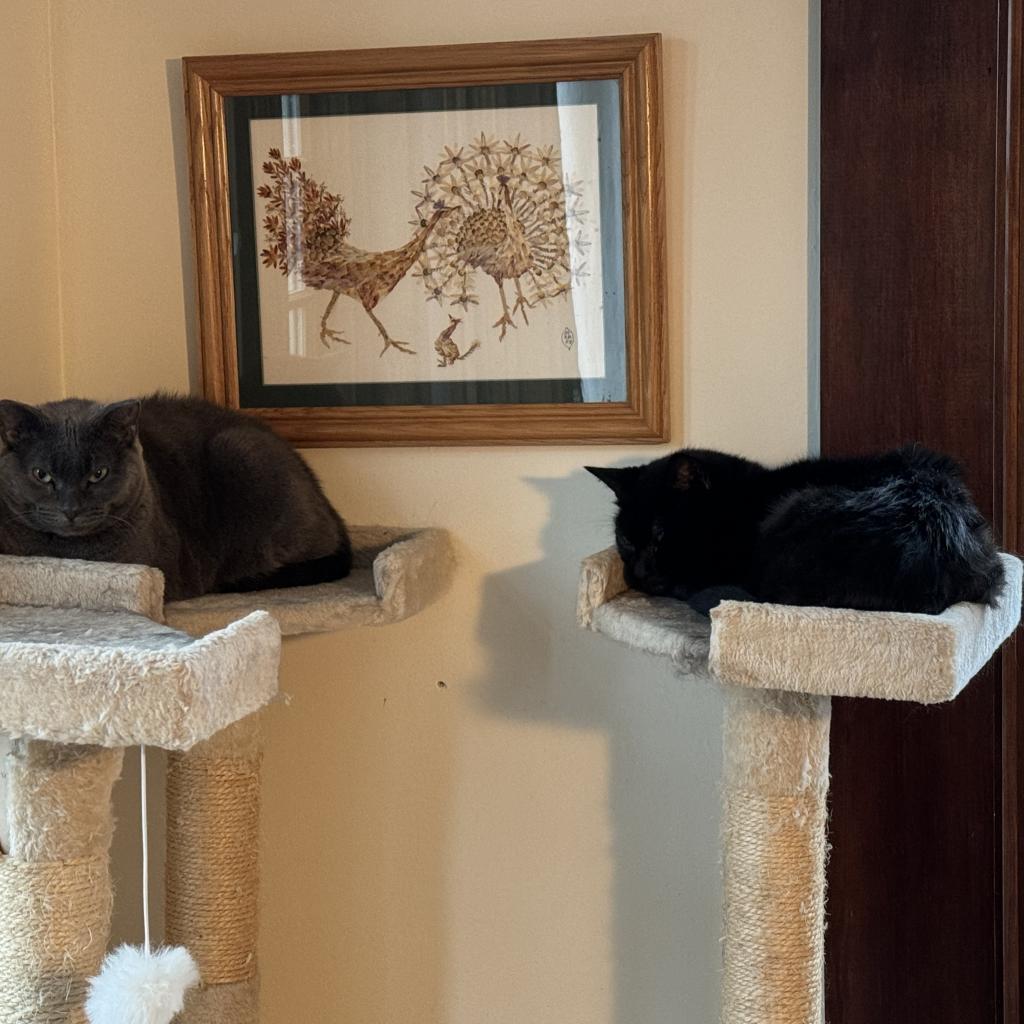 Pam, an adoptable Domestic Short Hair in Wakefield, MA, 01880 | Photo Image 5