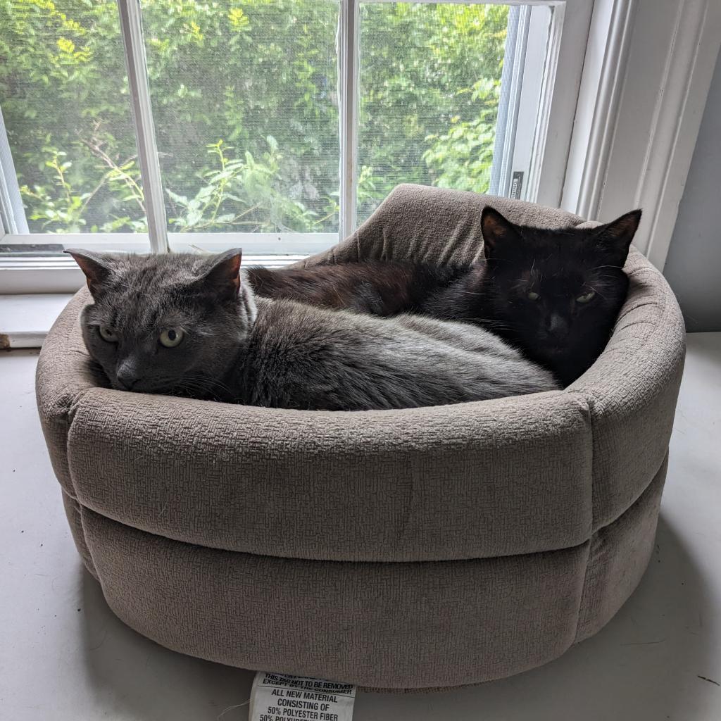 Pam, an adoptable Domestic Short Hair in Wakefield, MA, 01880 | Photo Image 6