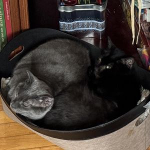 Florence, Senior Female Domestic Short Hair