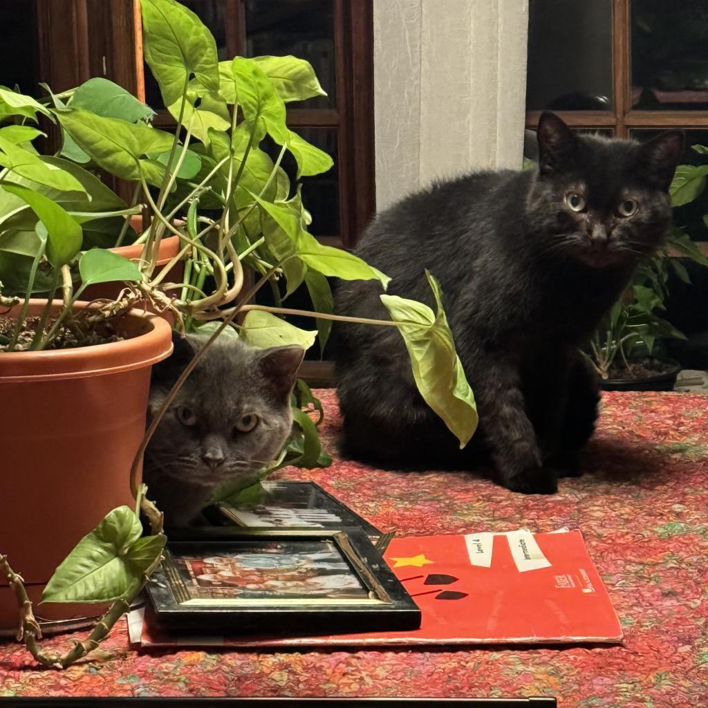 Florence, an adoptable Domestic Short Hair in Wakefield, MA, 01880 | Photo Image 2