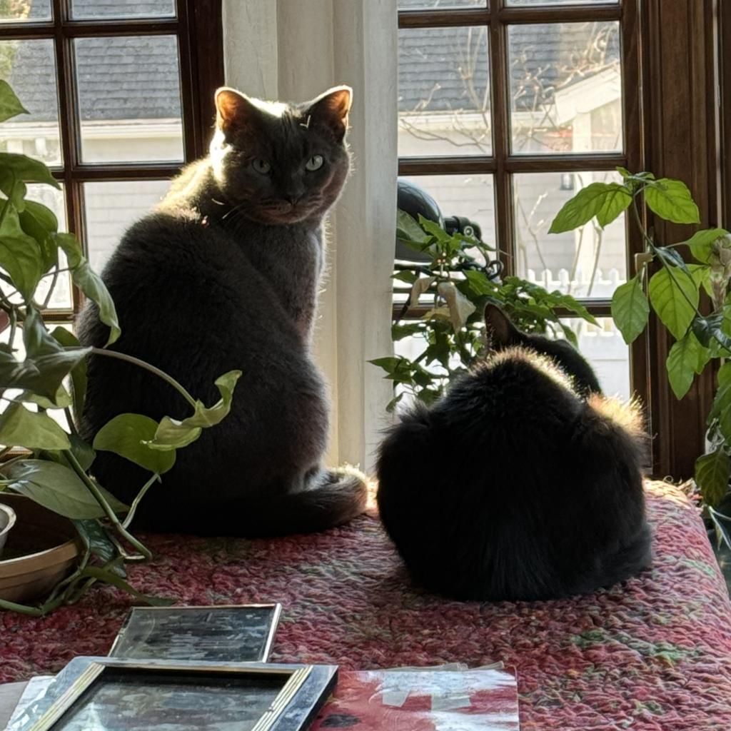 Florence, an adoptable Domestic Short Hair in Wakefield, MA, 01880 | Photo Image 3
