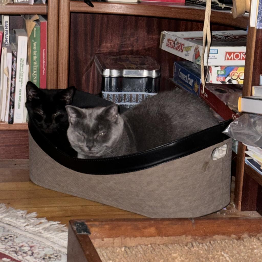 Florence, an adoptable Domestic Short Hair in Wakefield, MA, 01880 | Photo Image 4