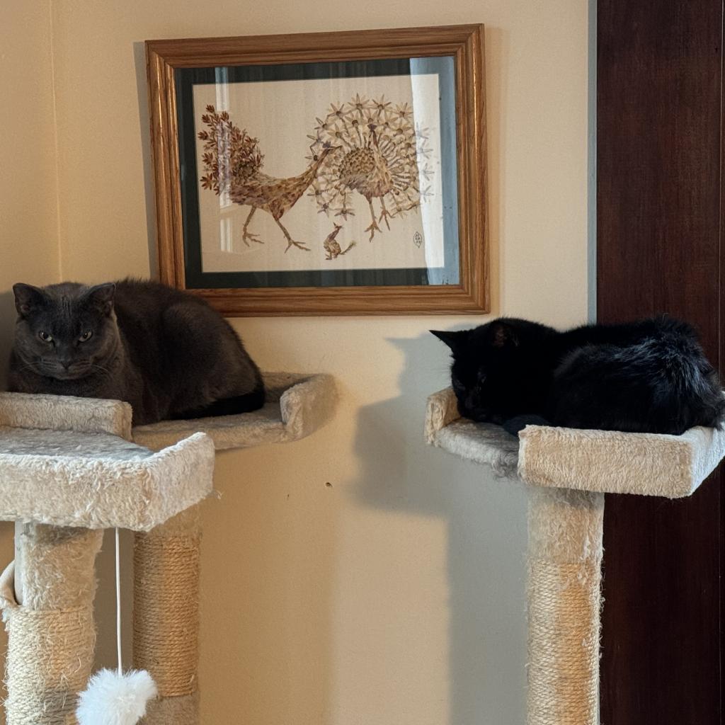 Florence, an adoptable Domestic Short Hair in Wakefield, MA, 01880 | Photo Image 5