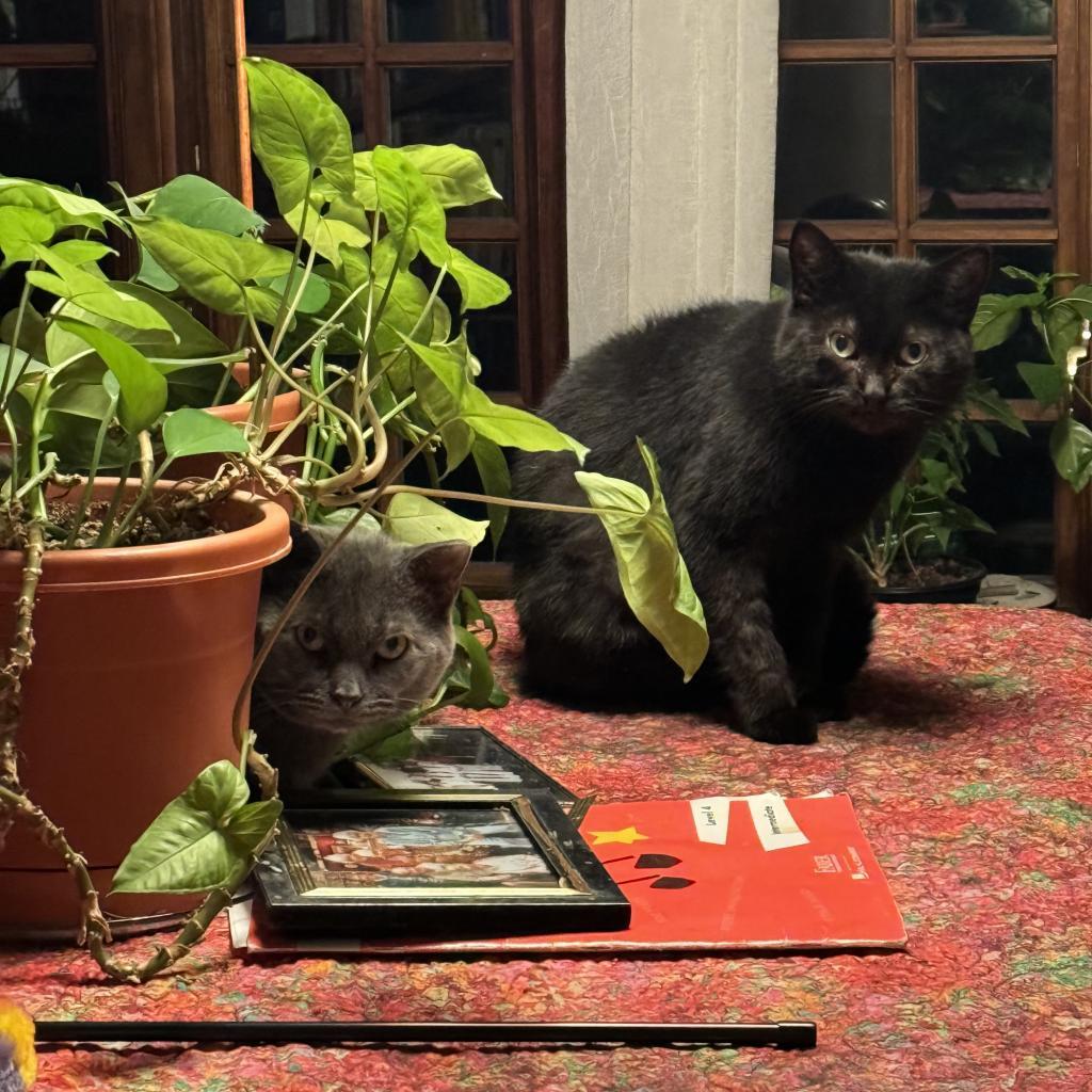 Florence, an adoptable Domestic Short Hair in Wakefield, MA, 01880 | Photo Image 6