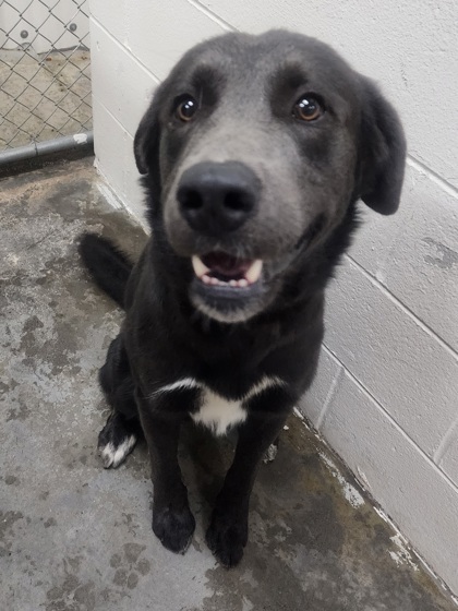 Kruger, an adoptable Flat-Coated Retriever, Labrador Retriever in Riverton, WY, 82501 | Photo Image 1