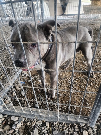 Goliath, an adoptable Pit Bull Terrier, Mixed Breed in Riverton, WY, 82501 | Photo Image 1