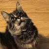 Tinkerbelll photo 1