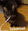 Tinkerbelll photo 2