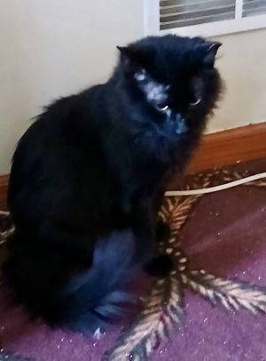 Ellis, Young Male Domestic Long Hair