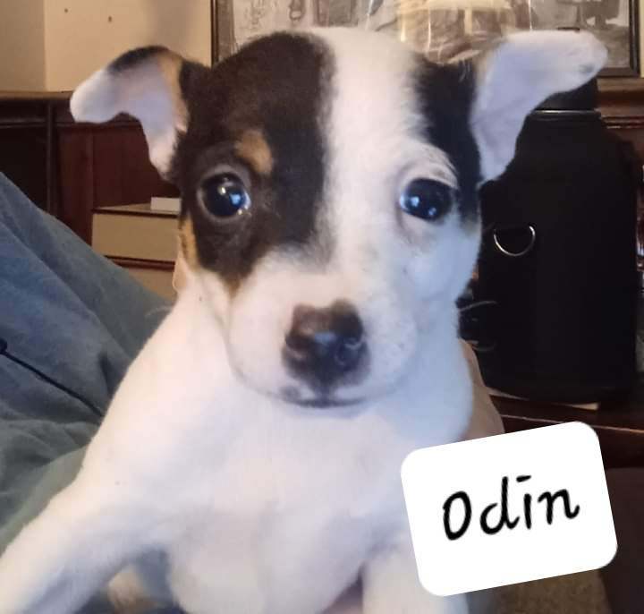 Odin