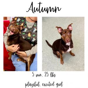 Autumn, Young Female unknown