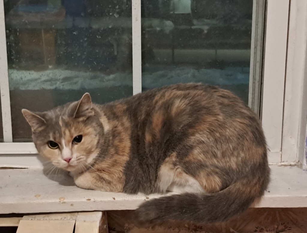 Little, an adoptable Domestic Short Hair in Gorham, ME, 04038 | Photo Image 1