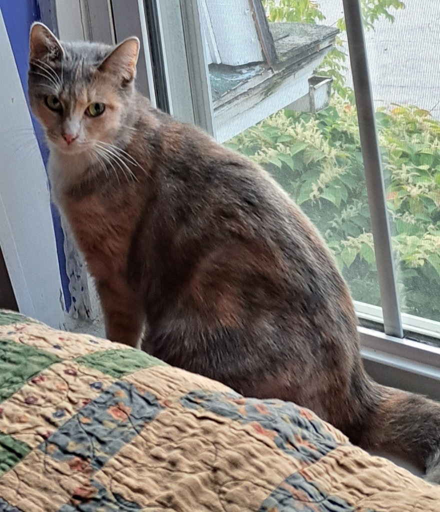 Little, an adoptable Domestic Short Hair in Gorham, ME, 04038 | Photo Image 2