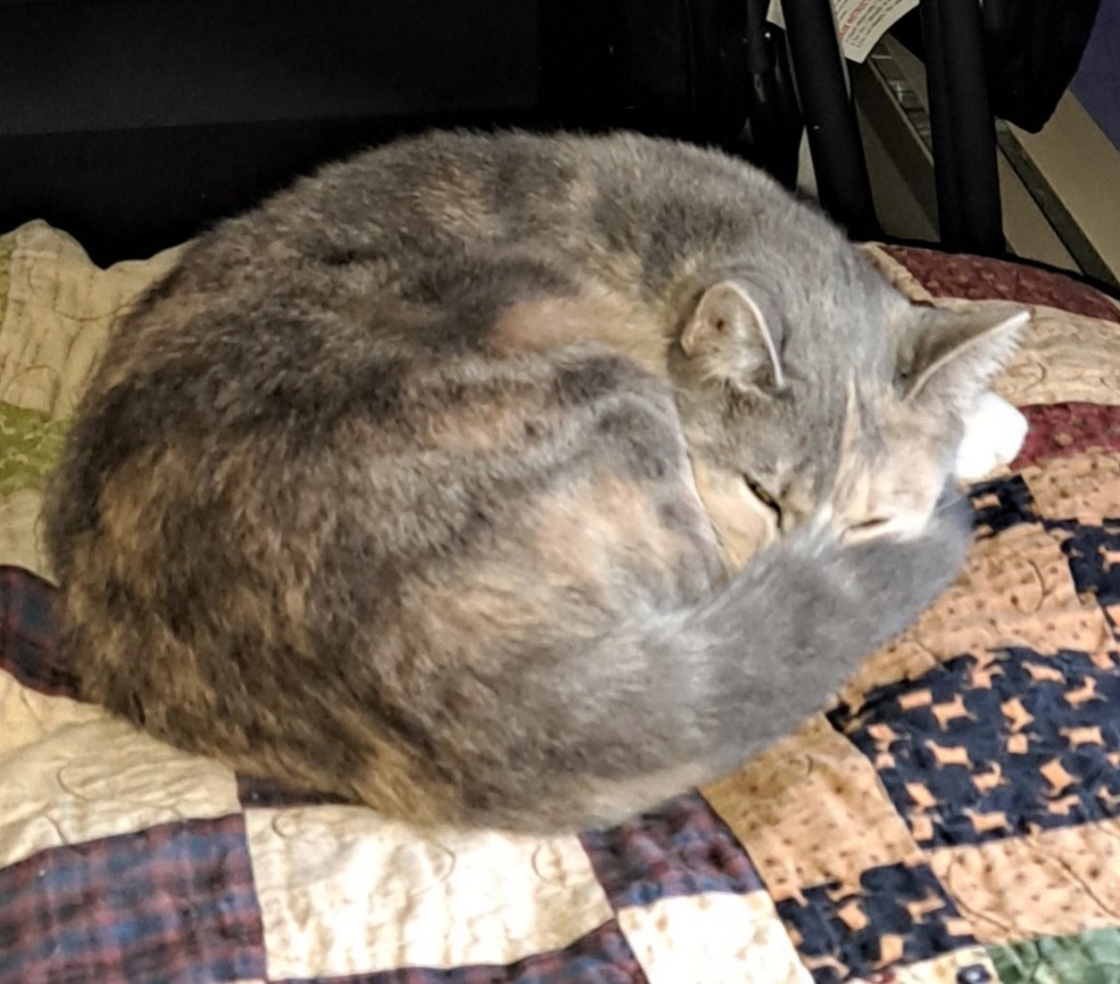 Little, an adoptable Domestic Short Hair in Gorham, ME, 04038 | Photo Image 3
