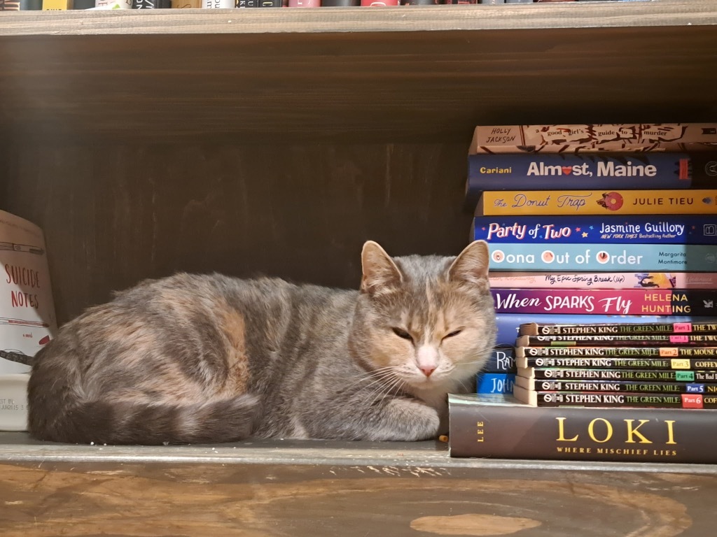 Little, an adoptable Domestic Short Hair in Gorham, ME, 04038 | Photo Image 4