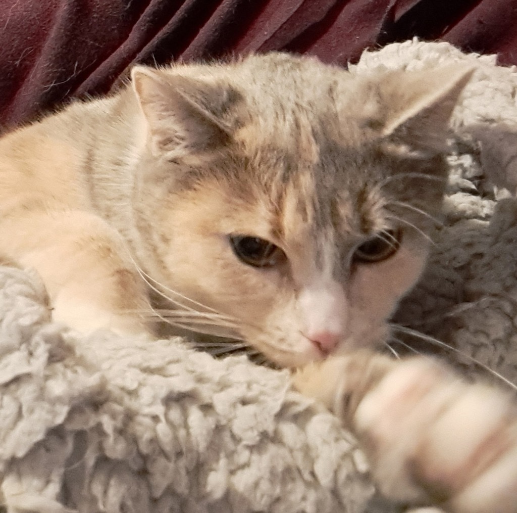 Little, an adoptable Domestic Short Hair in Gorham, ME, 04038 | Photo Image 5