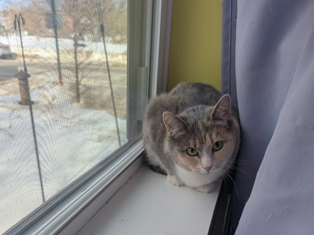 Little, an adoptable Domestic Short Hair in Gorham, ME, 04038 | Photo Image 6