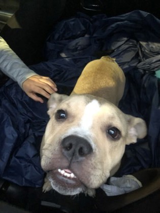 Ruf IN FOSTER
