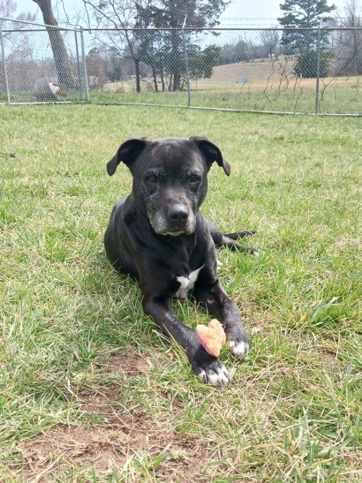 Kensington - Adoptable Awaiting S/N 1