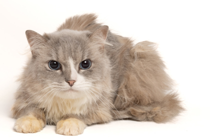 Frank, an adoptable Ragdoll, Domestic Short Hair in Caldwell, ID, 83607 | Photo Image 1