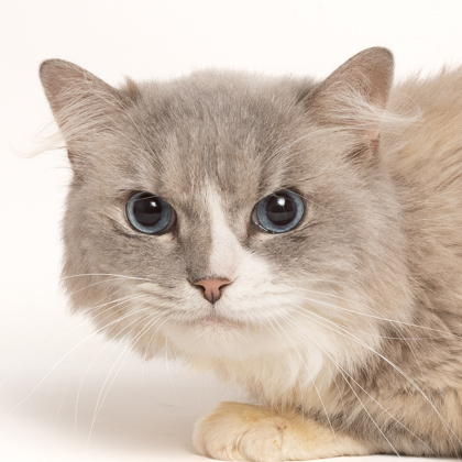 Frank, an adoptable Ragdoll, Domestic Short Hair in Caldwell, ID, 83607 | Photo Image 2