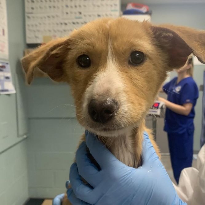 Dog for adoption - Fluttershy, a Terrier Mix in Greenville, SC | Petfinder
