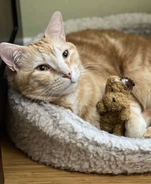 Gary *FEE WAIVED*, Young Male Domestic Short Hair