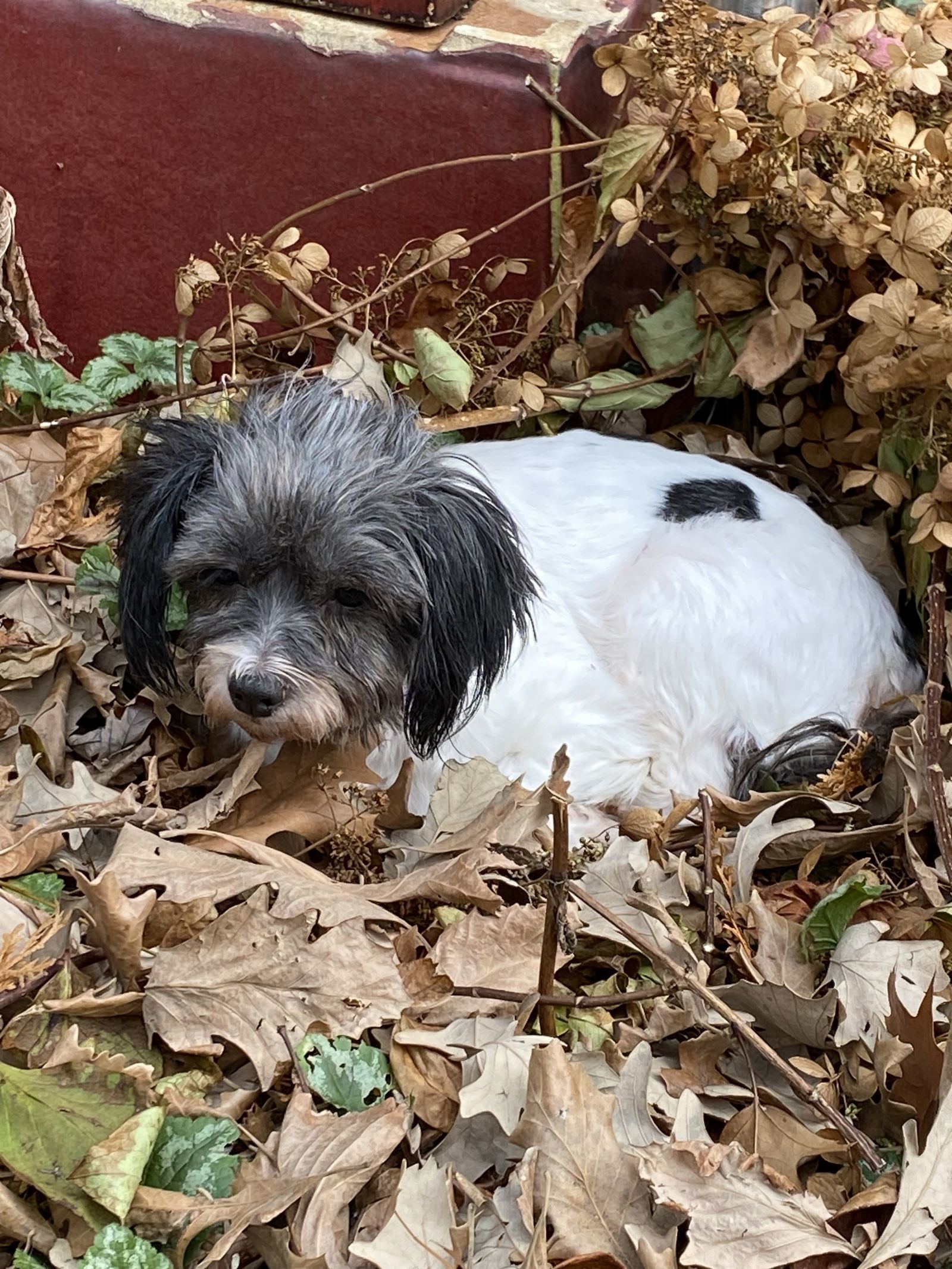 Annika, an adoptable Havanese, Shih Tzu in Crystal, MN, 55428 | Photo Image 2