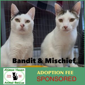 Bandit &amp; Mischief