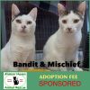 Bandit & Mischief photo 1