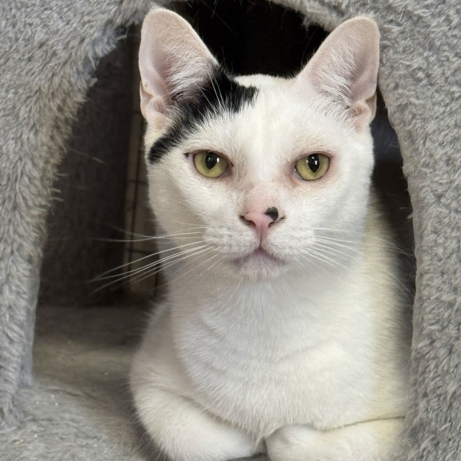 Bandit & Mischief, an adoptable Domestic Short Hair in Winchendon, MA, 01475 | Photo Image 2