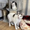 Bandit & Mischief photo 3