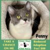 Penny photo 1