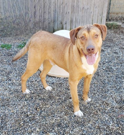 Brutus (6499), an adoptable Labrador Retriever in Lake City, MI, 49651 | Photo Image 1