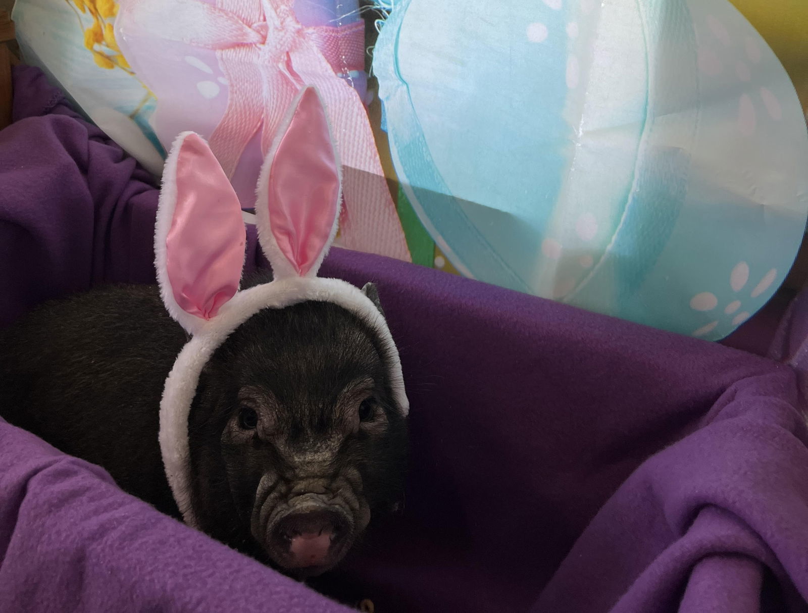 Wilbur