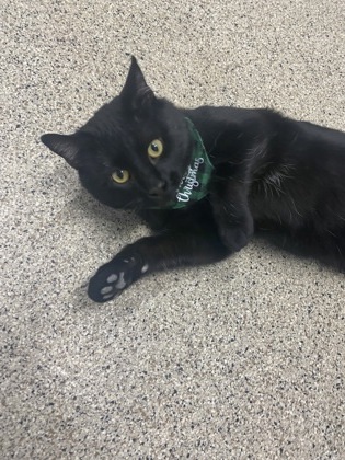 Walnut, an adoptable Domestic Short Hair in De Soto, IA, 50069 | Photo Image 1